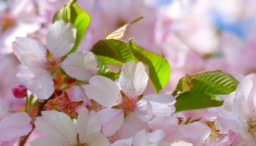 日本藝術類大學